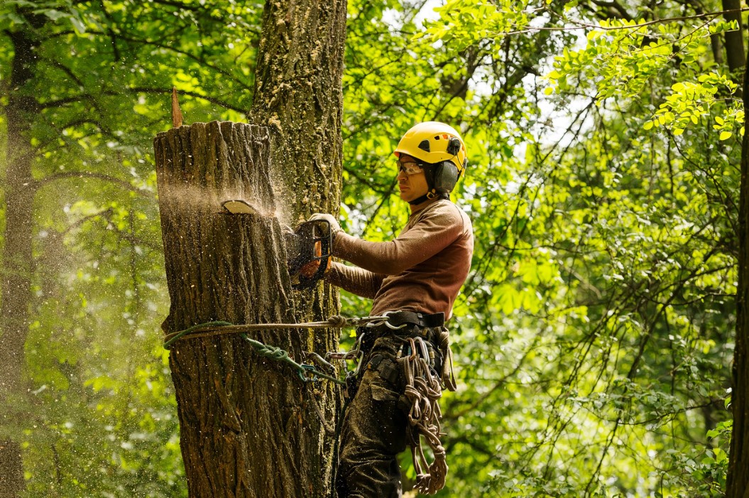 Tree Service